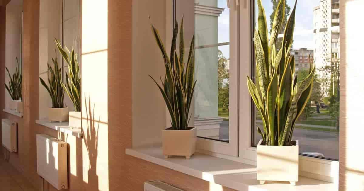 Top 5 House Plants