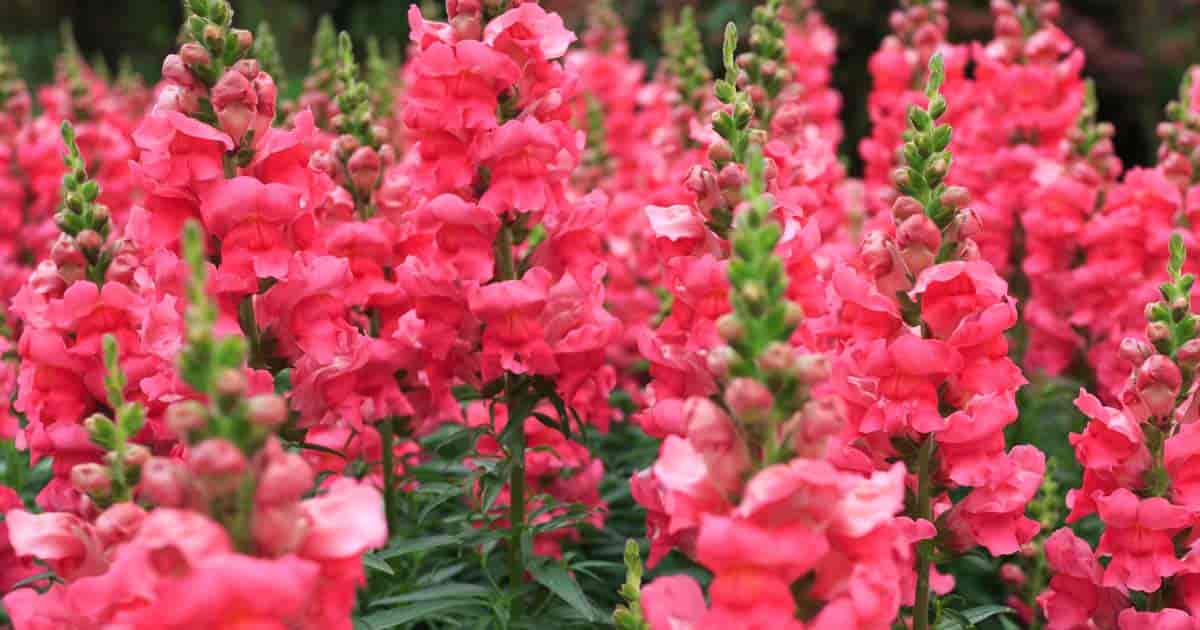 snapdragons-care-how-to-grow-snap-dragon-flowers