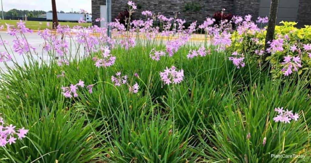 Society Garlic blooming in the landscape 