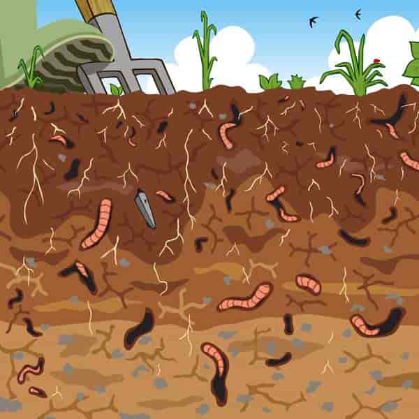 cross section of fertile soil with earthworms