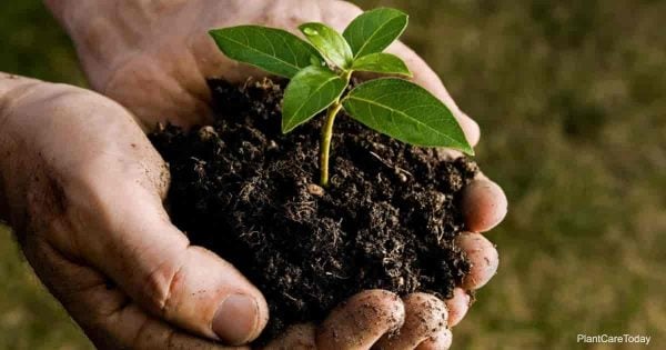 man holding soil in his hand