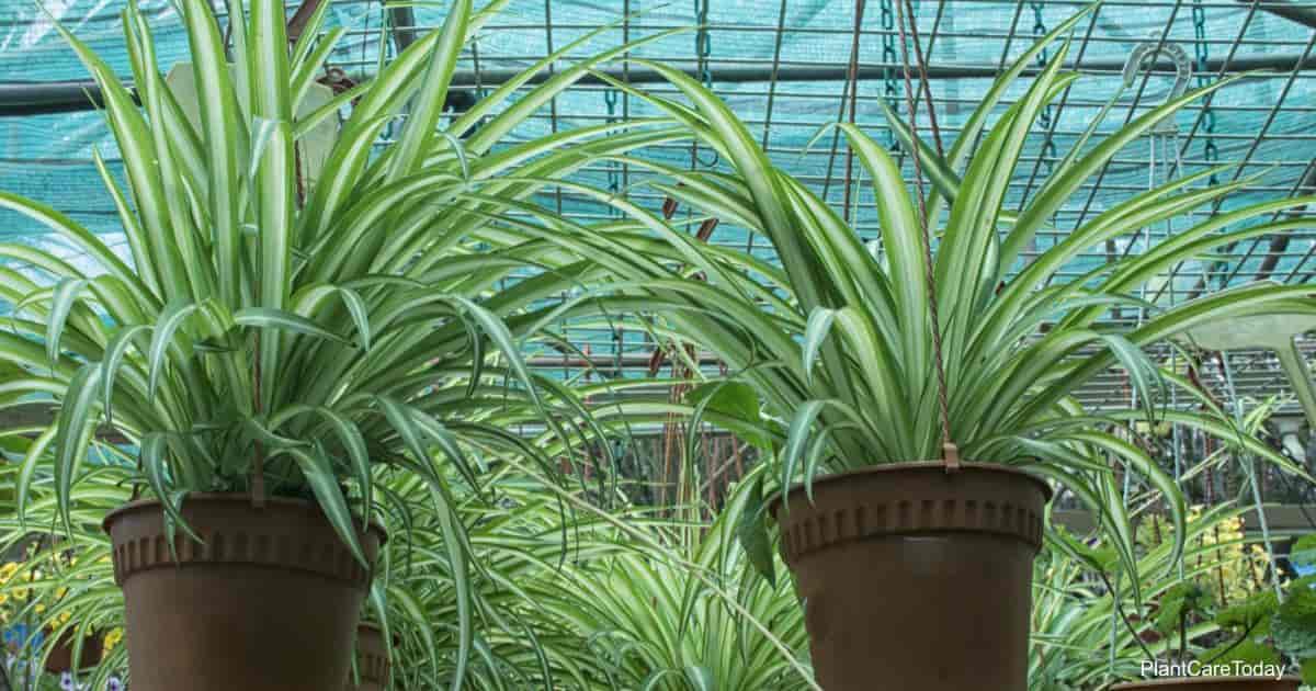 are spider plants safe for cats and dogs