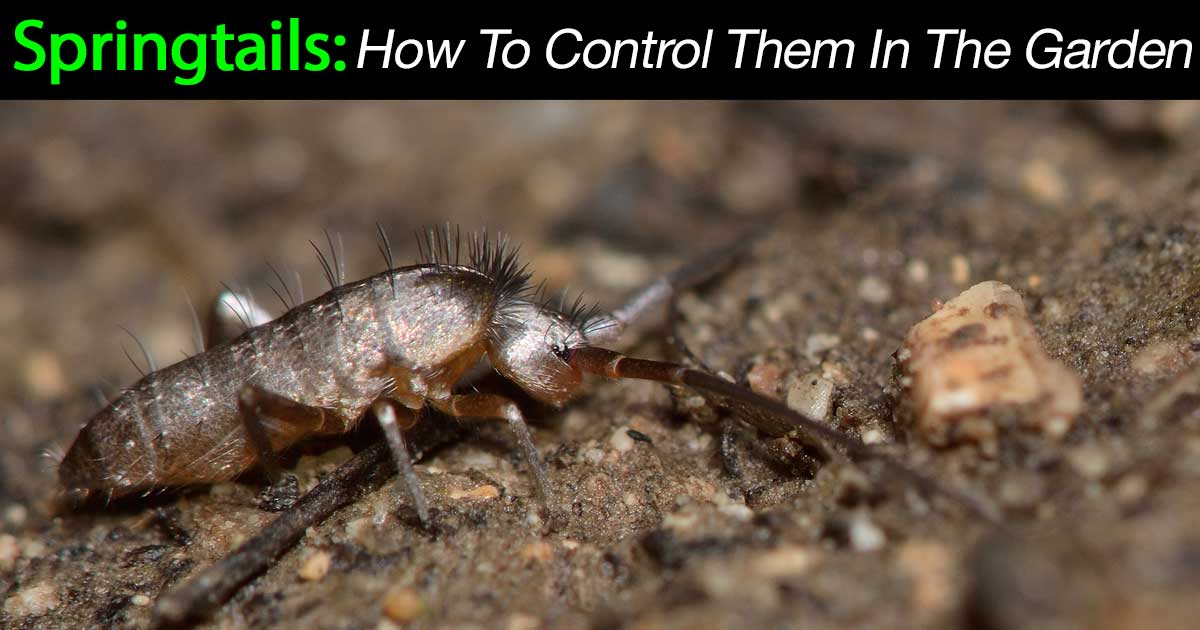 Springtails: Small but Useful - Laidback Gardener