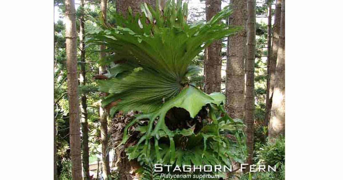 Staghorn Fern Care How To Grow The Staghorn Plant