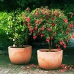 Fuchsia tree on patio in flower