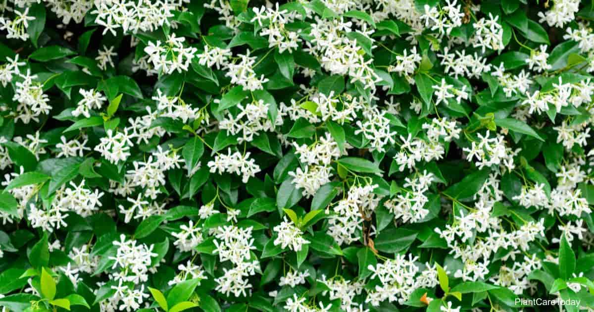 Aprenda a cultivar Star Jasmine Vine Jardín de Nod