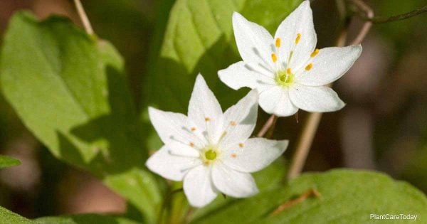 Kwitnący kwiat gwiazdowy - Trientalis borealis