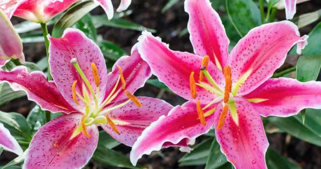 stargazer-lily-care-and-growing-tips