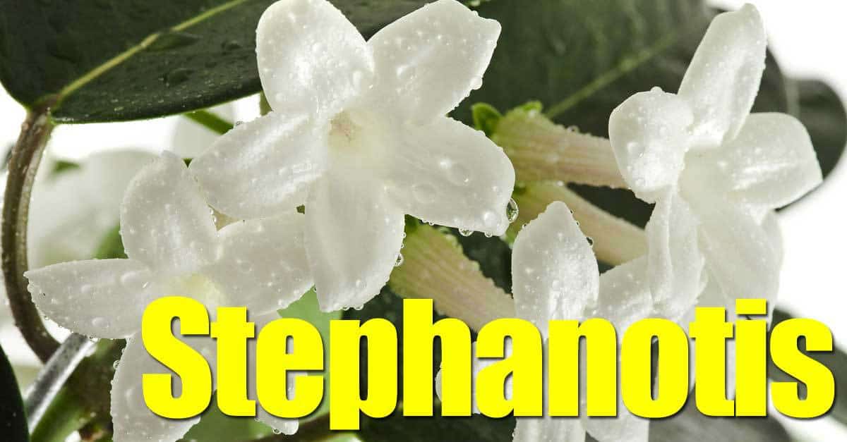 white waxy flower of fragrant bridal wreath vine Madagascar jasmine known as Stephanotis