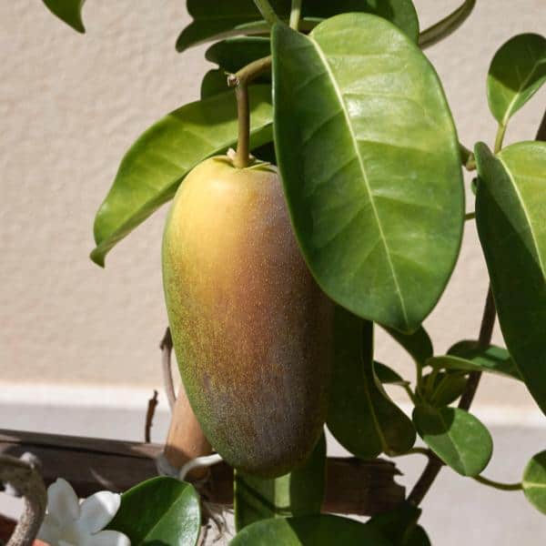 Seed pod of the Bridal Veil Plant - Stephanotis