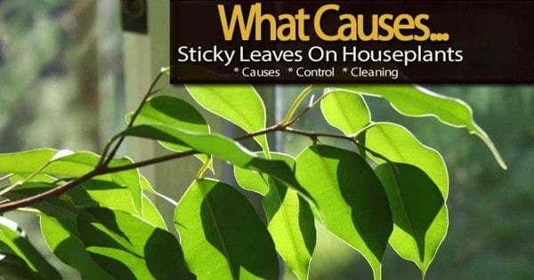 Sticky Leaves On Indoor Plants What Causes Sticky Plant Stuff 