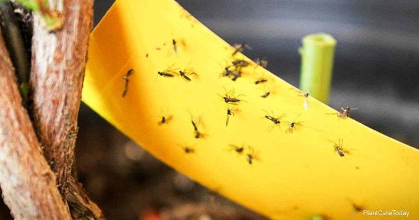 Sticky Traps And Sticky Tape For Insects