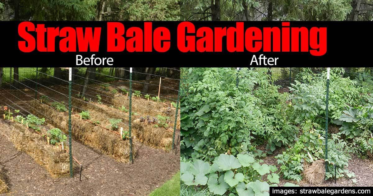 straw bale gardening before after