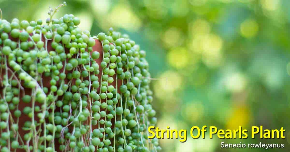 Senecio rowleyanus (String of Pearls) basket