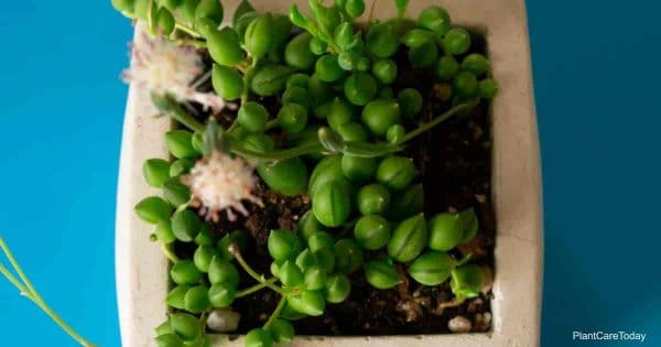 succulent string of pearls plant