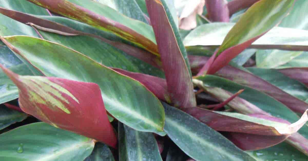  Stromanthe  Plant  Care  Growing Stromanthe  Sanguinea