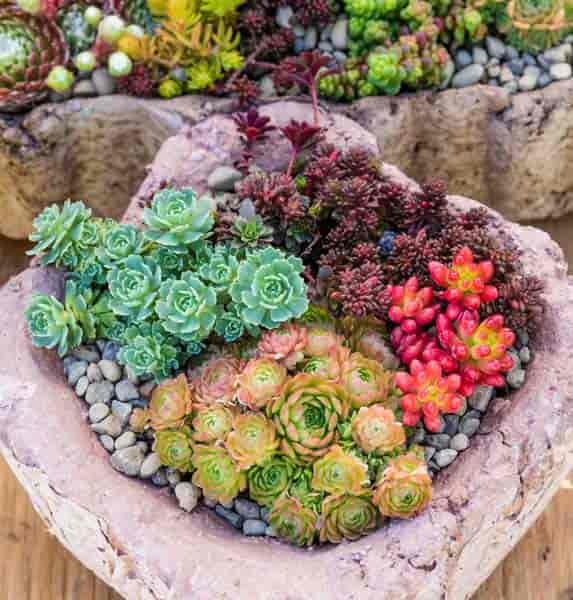 Outdoor Succulents: How To Grow Succulent Plants In The Garden