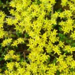 Blooing succulent growing as a ground cover
