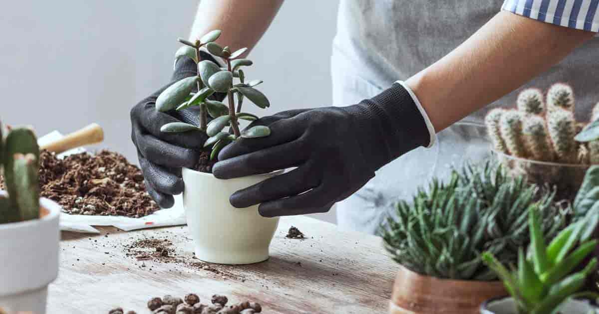 Soil Mix: How Make Succulent Potting Soil [RECIPES]