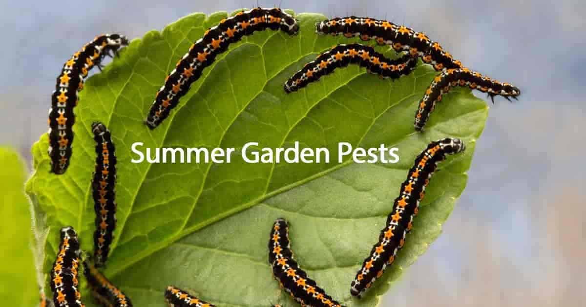 summer garden pests caterpillars chewing on a leaves 