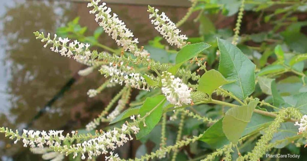 blooming Sweet Almond Verbena