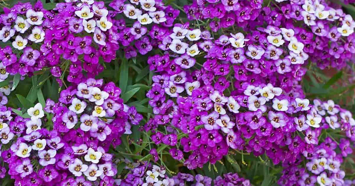 Sweet Alyssum Growing And Caring For Lobularia Maritima