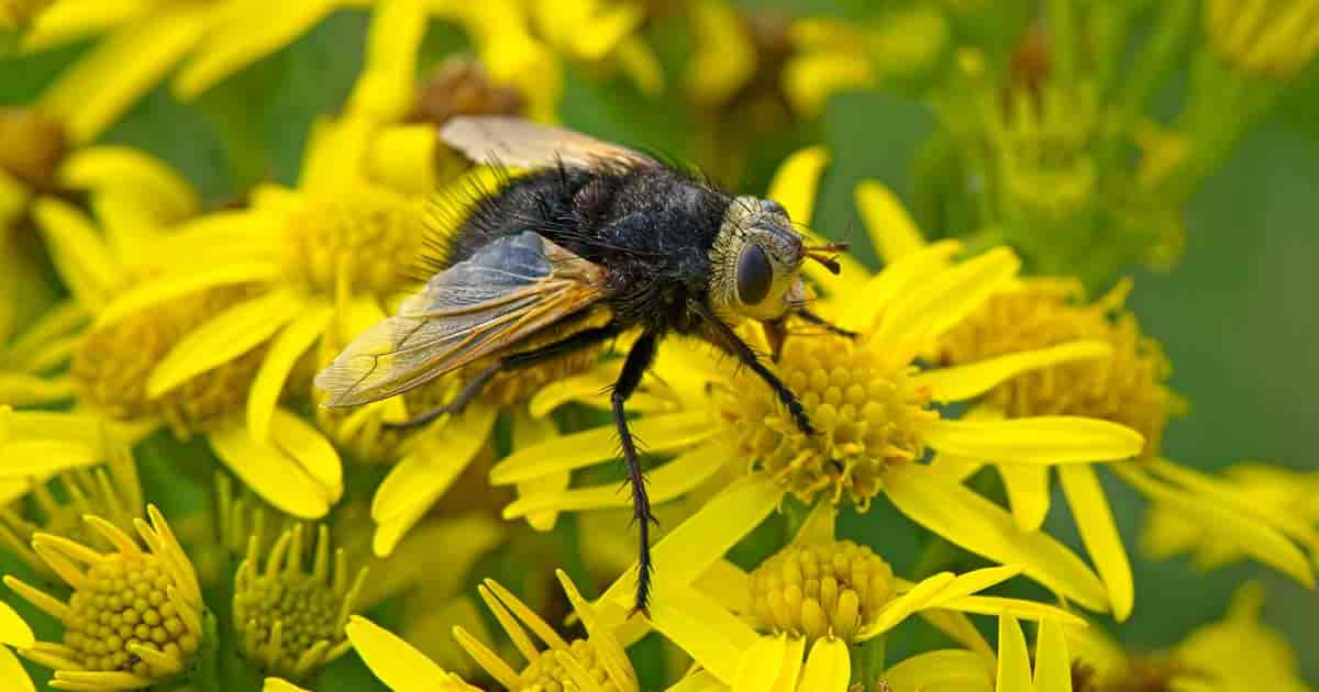 Adult Tachinid fly visiting a Dandelion