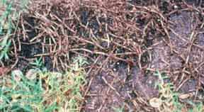 Take All Root Rot On St Augustine Grass