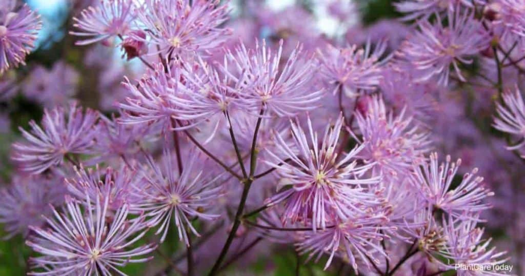 Meadow Rue Care: Growing Thalictrum Aquilegifolium