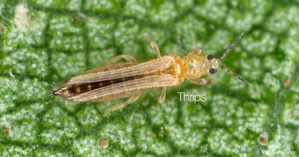 thrip close up feeding on a leaf
