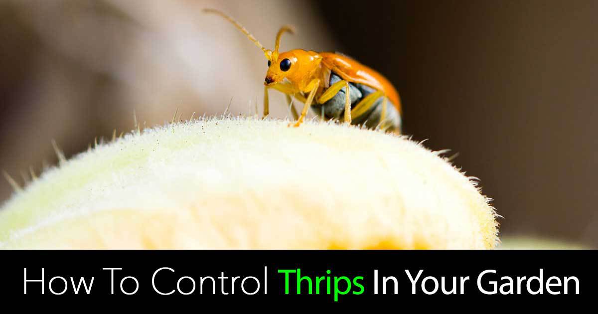 thrips