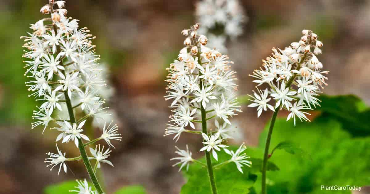 Hvite blomster av skumblomsten