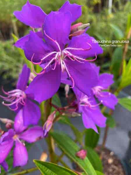 Tibouchina Tree Care Growing The Purple Glory Tree