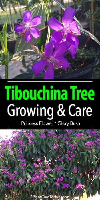 Tibouchina Tree Care Growing The Purple Glory Tree