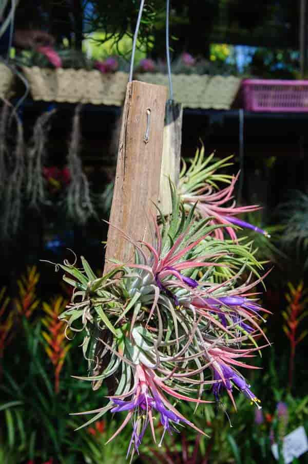 Tillandsia ionantha growing on wood