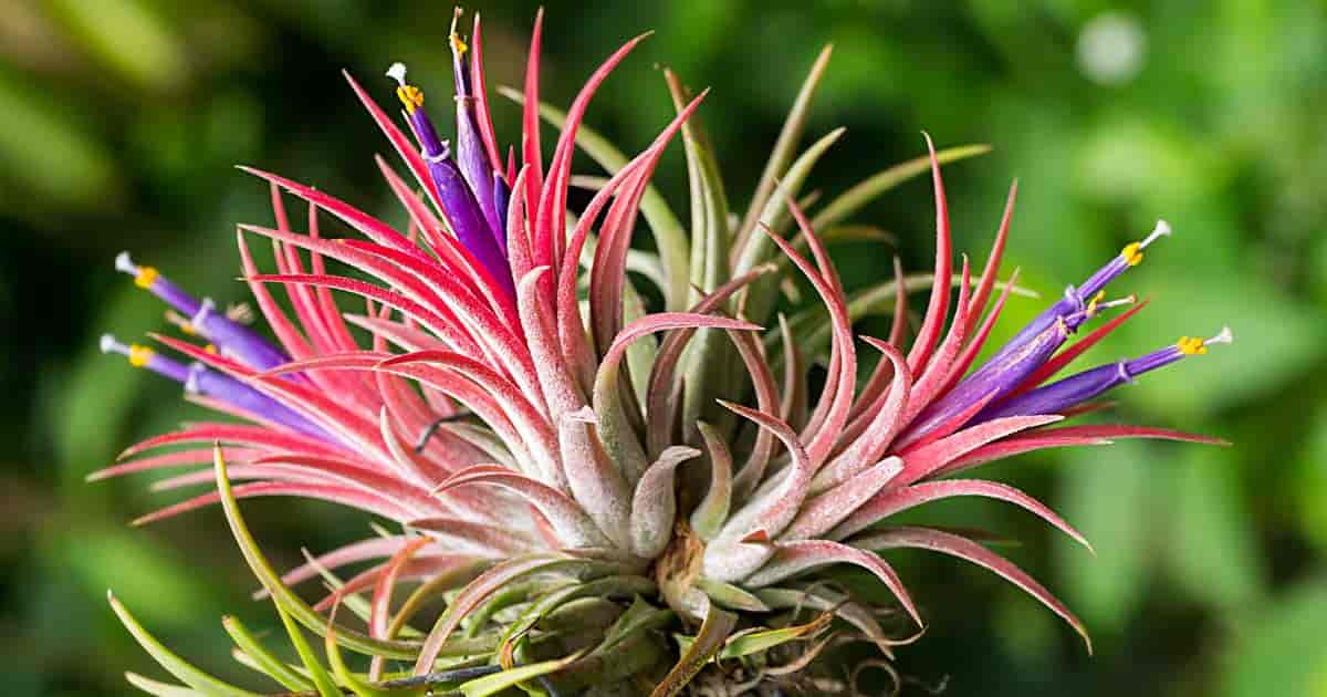 the Air-Plant - Tillandsia ionantha in bloom showing it bright purple and red colors