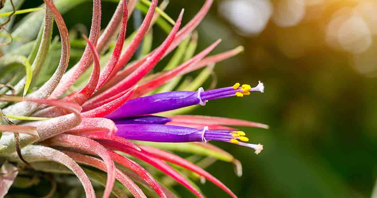 Tillandsia Ionantha ‘Blushing Bride’ – Live Air Plant, Bromeliad, Houseplant