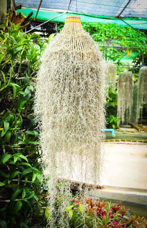 "Spanish Moss" aka Tillandsia usneoides growing as a basket in a "bird cage"