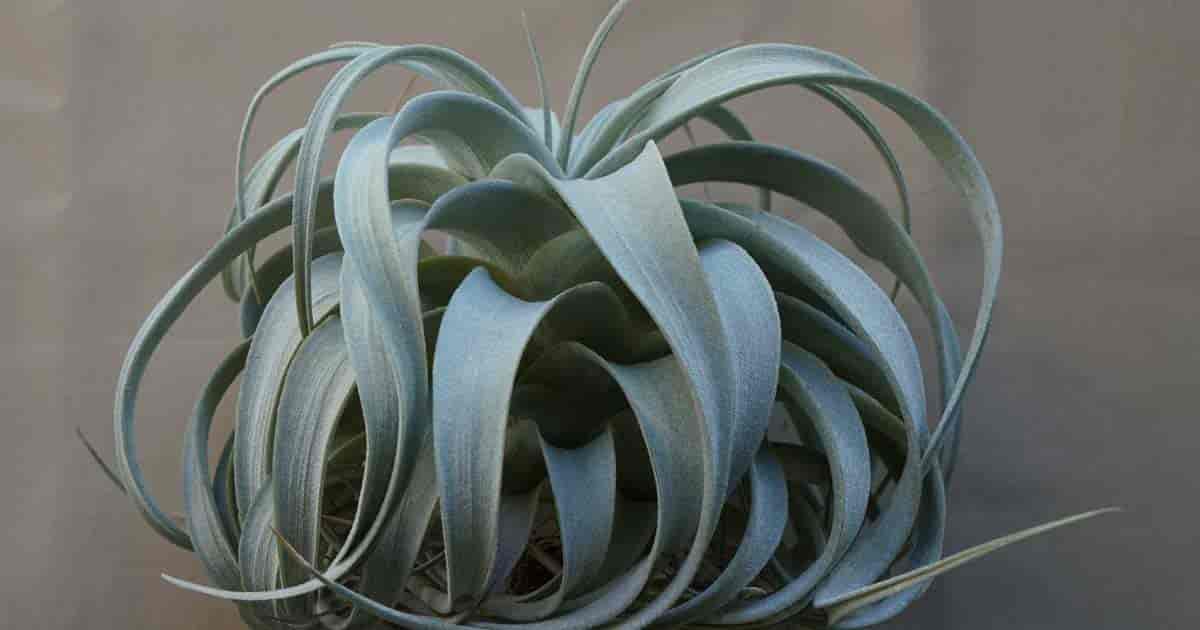 King of Air Plants - Tillandsia xerographica