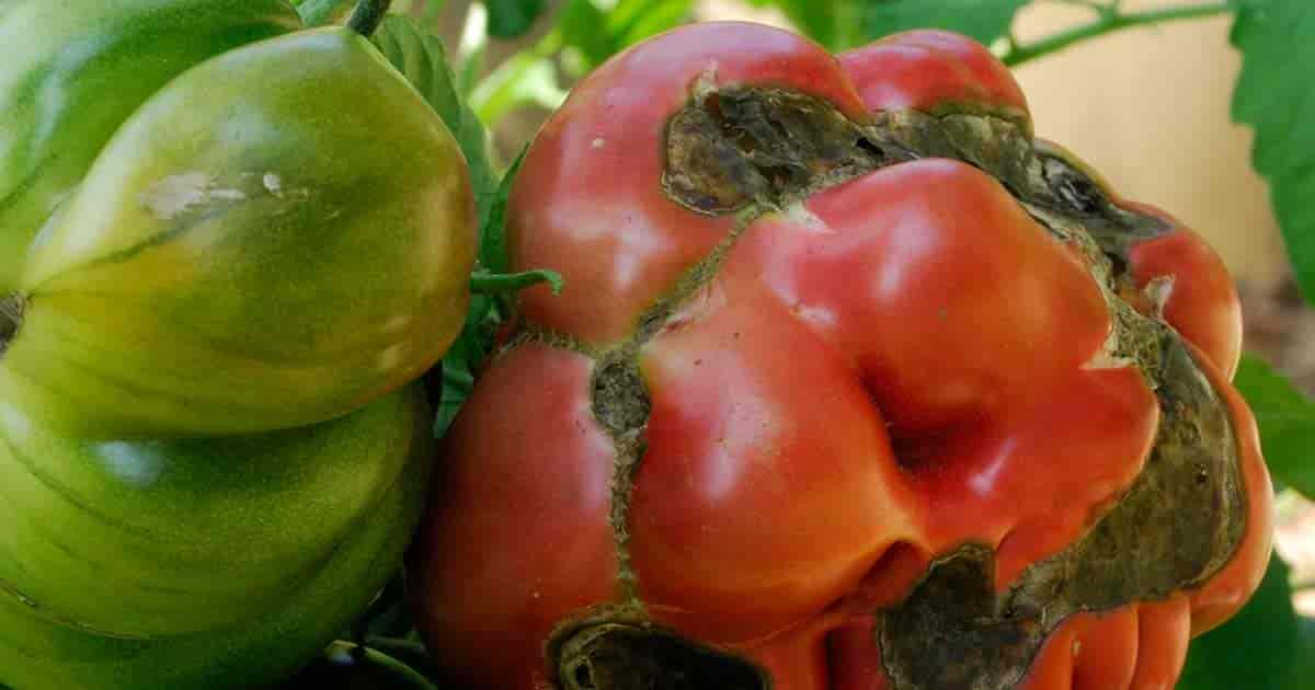 Tomato disease - Alternaria solani