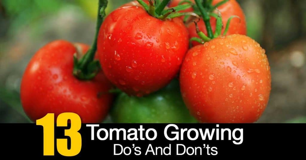 Tomato Growing Tips Good and Bad