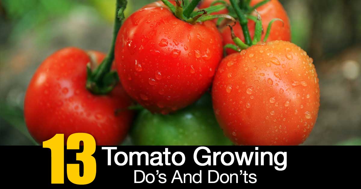 Tomato Plant Care - 8 Do's and 5 Dont's [Growing Tips]