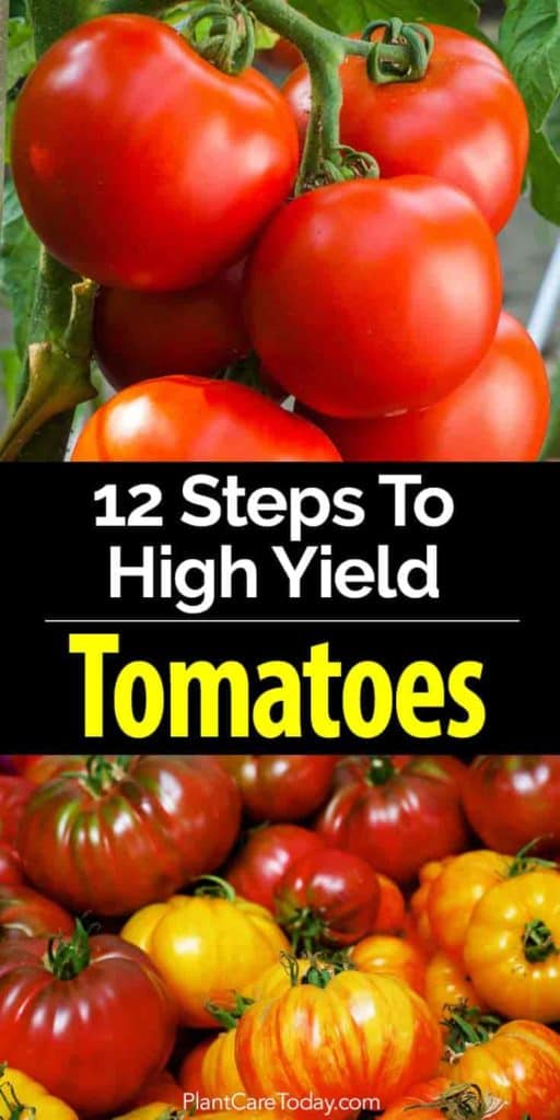 How Many Tomatoes Per Plant? Growing 5080 lbs per Plant!