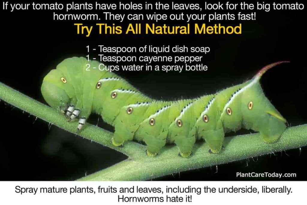 tomato hornworm life cycle