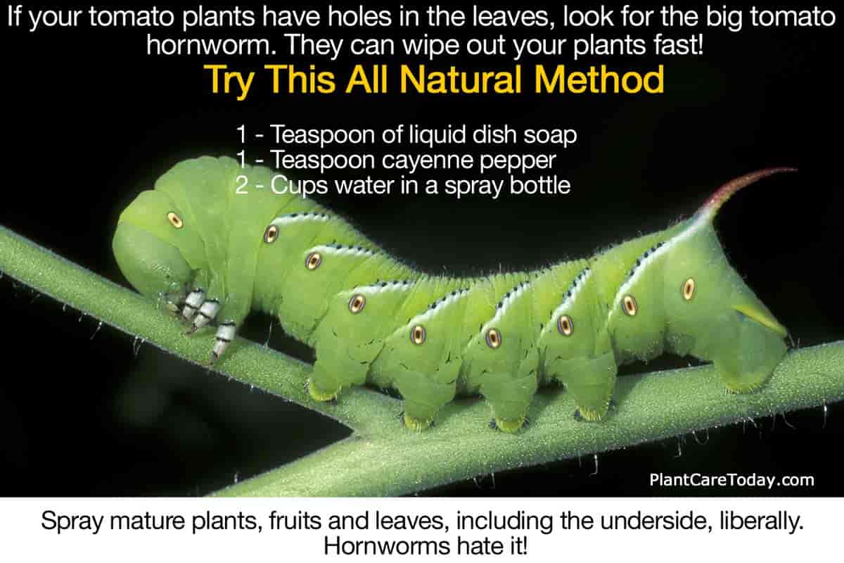 Tomato Worms How To Get Rid Of Tomato Hornworm Caterpillars