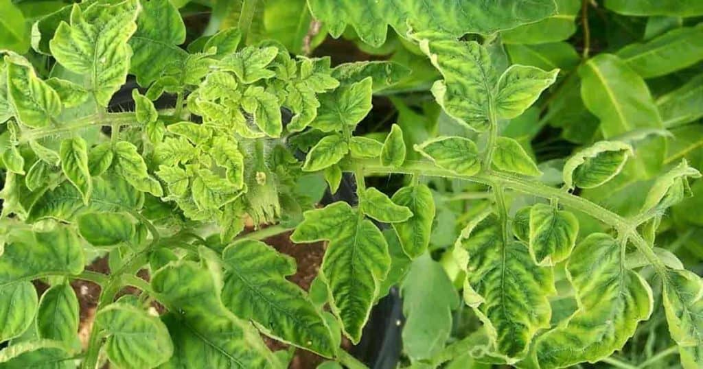 Why Do Tomato Plant Leaves Curl - Back Gardener