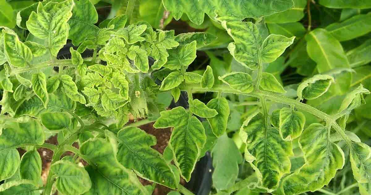 Leaf Curling On Tomato Plants