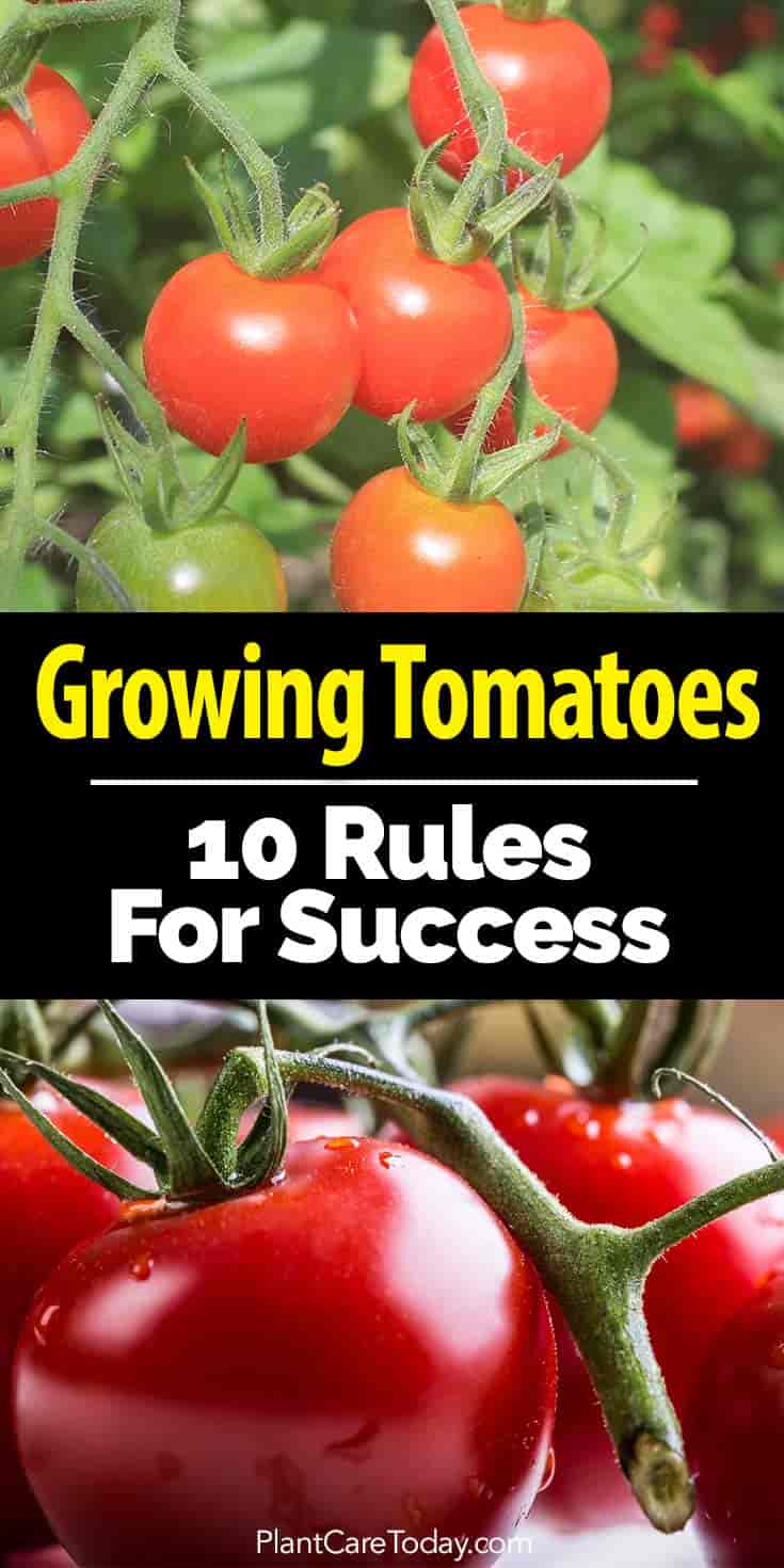 how to grow tomato tree