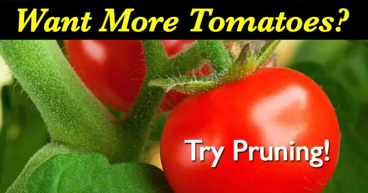 How To Prune Tomatoes For Maximum Yield 0282