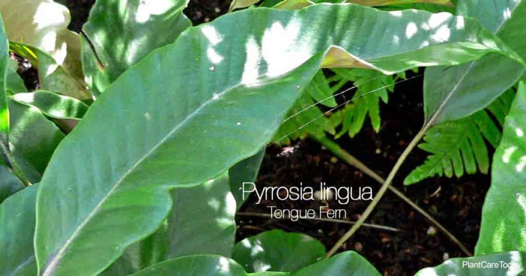 Leaves of the Tongue fern (Pyrrosia lingua)